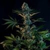 Royal Gorilla 3.5G, 21% THC